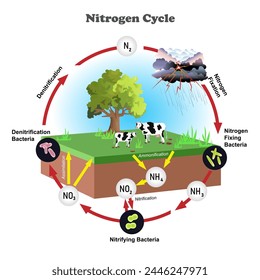 Nitrogen Cycle diagram. Science education vector 3d illustration