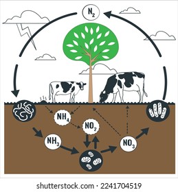 Nitrogen cycle. Illustration of the flow of nitrogen through the environment. Illustration of Nitrogen Cycle, Fixation, Ammonification, Nitrification and Denitrification. Nitrogen cycle vector 