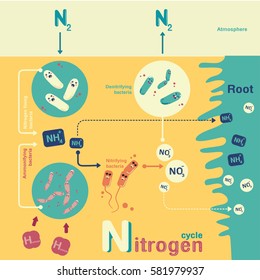 Nitrogen cycle info-graphic cartoon vector