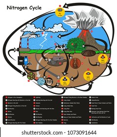 Nitrogen Cycle infographic diagram showing how nitrogen go in circulation with human environment factors nitrification fixation ammonification plant animal fossil fuel rain lightning volcano education