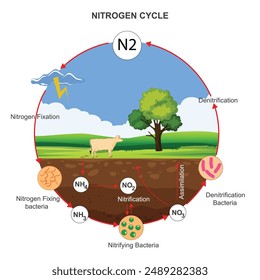 El ciclo del nitrógeno es un proceso natural en el que el nitrógeno se convierte entre sus diversas formas químicas, esenciales para la vida, incluyendo la fijación, la nitrificación y la desnitrificación y asimilación