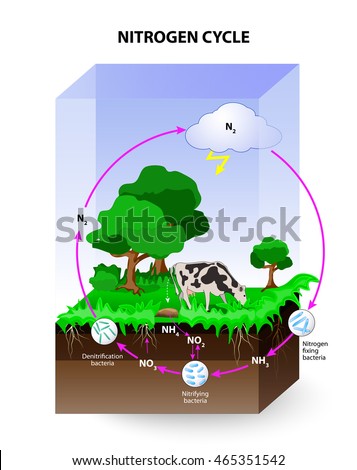 Nitrogen Cycle Process By Which Nitrogen Stock Vector (Royalty Free ...