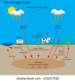 The nitrogen cycle showing how the element nitrogen is maintained through the environment. 