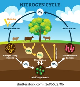 Nitrogen cycle vector illustration. Labeled N2 process biogeochemical explanation. Educational diagram with denitrification, fixation, nitrification and assimilation in ecosystem environment model.