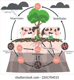 Ilustración vectorial del ciclo del nitrógeno. Explicación biogeoquímica del proceso N2 marcado. Diagrama educativo con desnitrificación, fijación, nitrificación y asimilación en modelo de ecosistema ambiental.