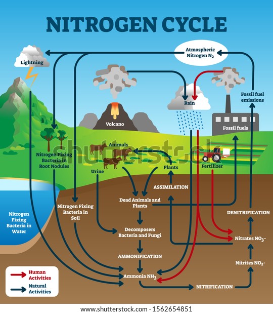 Nitrogen cycle vector illustration.\
Labeled educational natural chemical scheme. Graphic with human and\
natural activities as part of earth life ecosystem. Model with\
assimilation and\
nitrification.