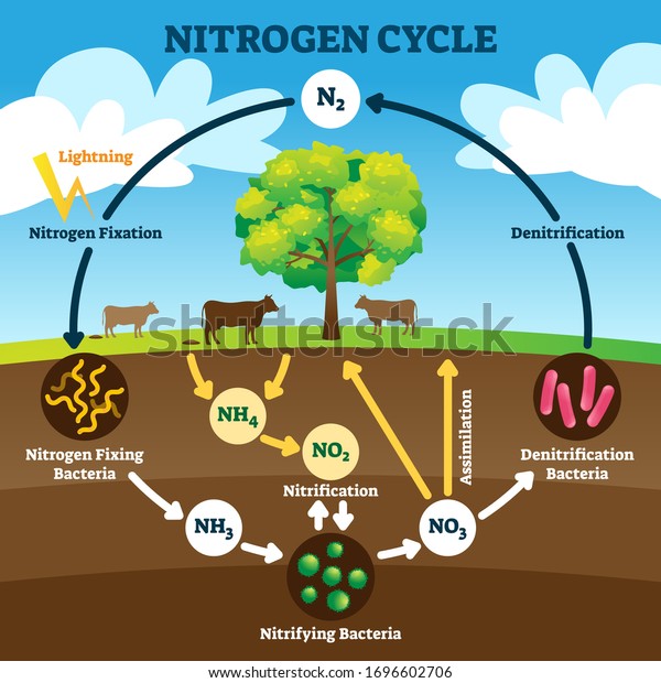 Nitrogen cycle vector illustration. Labeled N2\
process biogeochemical explanation. Educational diagram with\
denitrification, fixation, nitrification and assimilation in\
ecosystem environment\
model.