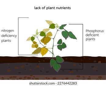 Nitrogen deficiency and phosphorus in beans.