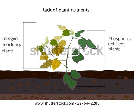 Nitrogen deficiency and phosphorus in beans.
