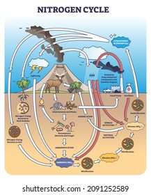 Nitrogen or N2 cycle with sources and circulation in earth outline diagram. Labeled educational arrow scheme with biochemical gas exchange process vector illustration. Climate ecosystem balance model.