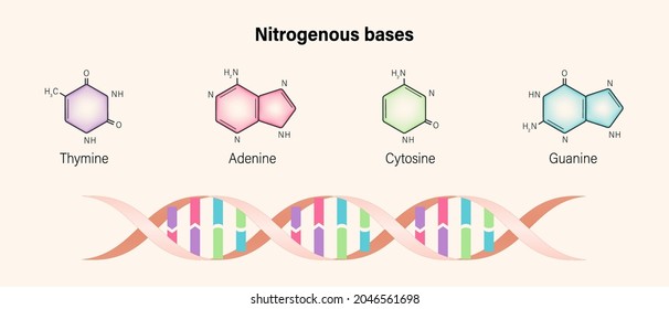 Nitrogenous Base. Structure Of DNA. Deoxyribonucleic Acids. Sugar Phosphate Backbone. Thymine, Adenine, Cytosine, Guanine.