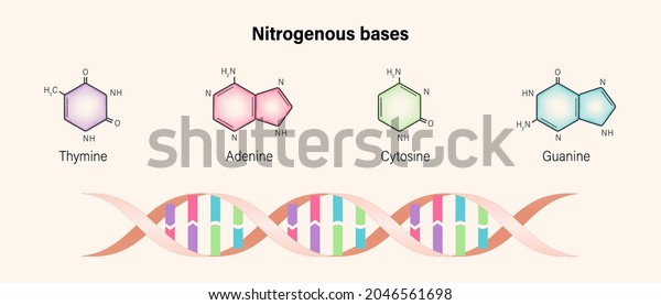 Nitrogenous base. Structure of DNA.
Deoxyribonucleic acids. Sugar phosphate backbone. Thymine, Adenine,
Cytosine, Guanine.