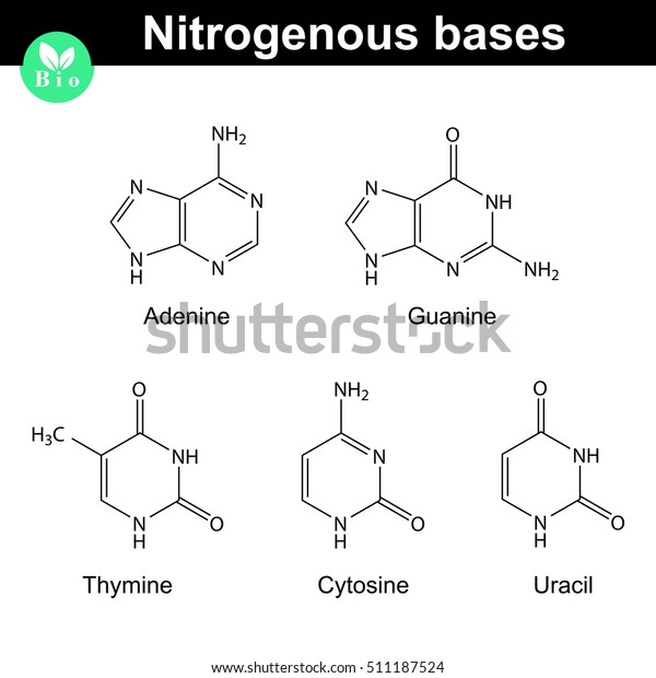 Nitrogenous bases molecular structures, adenine,\
thymine, guanine, cytosine and uracil molecules - DNA and RNA\
parts, scientific 2d vector illustration, isolated on white\
background, eps 8