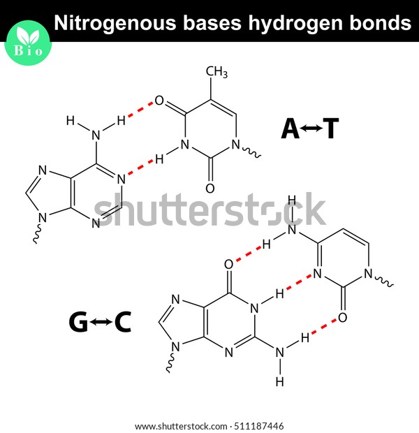 Nitrogenous Bases Molecular Structures Hydrogen Bonds Stock Vector ...