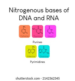 Nitrogenous bases of nucleotides - Uracil, Cytosine, Thymine, Guanine, Adenine biomolecules used in synthesis of RNA and DNA. Biochemistry infographic for chemistry and biology education