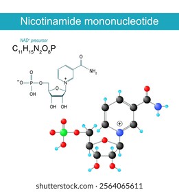 NMN molecule. Nicotinamide mononucleotide. Molecular chemical structural formula and model of NAD plus precursor. Vector illustration