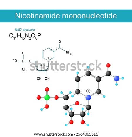 NMN molecule. Nicotinamide mononucleotide. Molecular chemical structural formula and model of NAD plus precursor. Vector illustration