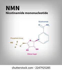 NMN Nicotinamide mononucleotide Structure Vector
