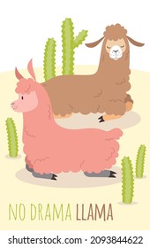 No drama llama card. Relaxing alpaca lying in desert. Cute cactus scene for mood cheering