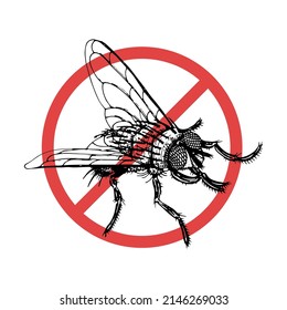 No fly icon vector sketch. Flying insect hand drawn. Vintage black and white illustration. Two-winged fly. Crossed out insect.