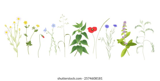 No mow May concept, wild flowers, grass and plants vector illustration