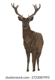 Noble deer Cervus elaphus front view. Wild vector animal