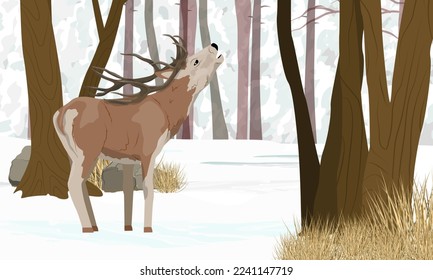 Ein edler Hirsch brüllt in einem Winterwald mit Schneeflüssen und schneebedeckten Bäumen. Realistische Vektorlandschaft