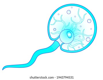 Noctiluca scintillans, sea sparkle animal - vector picture. The species of free-living marine colorless dinoflagellates from the order Noctilucales is a unicellular