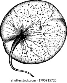 In Noctilucales, the mature cell is diploid and its nucleus does not show a dinokaryotic organization. These cells are very large, from 1 to 2 millimetres in diameter, and are filled with buoyant