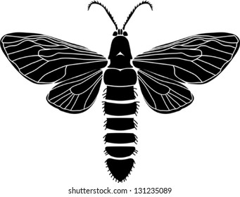 Nocturnal moth