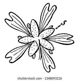 Nodding Chickweed is spring annual plant. The blooming period occurs from mid-spring to early summer, vintage line drawing or engraving illustration.