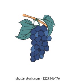 Noir muscat grapevine vector illustration in vintage botanical illustration lineart style blue black grapes berries with leaf isolated on white