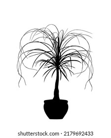 Nolina Palm Tree Vector Silhouette Illustration Isolated On White Background. Elephant Foot Plant From Mexico. Beaucarnea Recurvata Or Ponytail Palm. Decorative Room Plant.