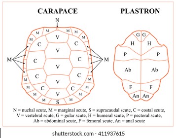 Nomenclature of a tortoise scutes (Testudo graeca). 