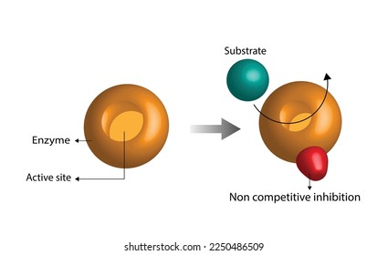 Hemmung nichtkompetitiver Enzyme,
Die Bindung von Inhibitoren an eine allostrische Stelle verringerte die Wirksamkeit der Enzyme.  ein Molekül, das an eine andere als die aktive Stelle, eine allostrische Stelle, gebunden ist. Vektorgrafik.