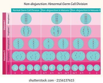 Nondisjunction Abnormal Germ Cell Division 