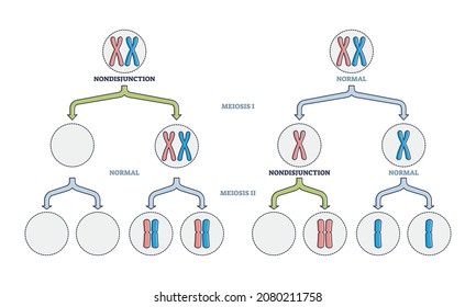 Nondisjunction as abnormal meiosis chromosome number outline diagram. Labeled educational cell division sister chromatids phase failure scheme vector illustration. Comparison to normal gene process.