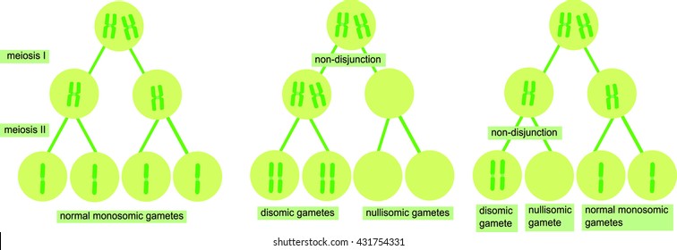 Non-disjunction in meiosis - formation of genetic diseases