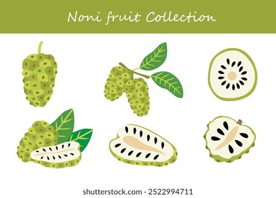 Noni-Obstkollektion in verschiedenen Posen. Vektorgrafik.