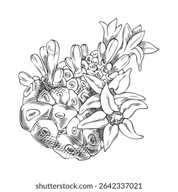 Noni fruit with flowers vector sketch. Hand drawn engraved tropical morinda citrifolia, cheese fruit. Medicinal plant. Super food. Botanical ink illustration isolated