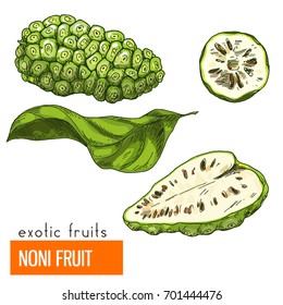 Noni fruit, Full color realistic hand drawn vector illustration.