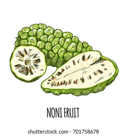 Noni fruit, Full color realistic hand drawn vector illustration.