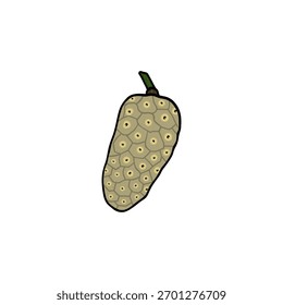 Noni Fruit, Ilustración vectorial de frutas herbales