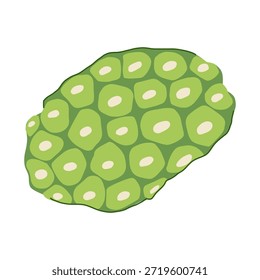 Ilustración de fruta de noni que destaca su piel verde segmentada con manchas circulares pálidas, Vector botánico tropical ideal para la salud, el bienestar, los remedios naturales, la nutrición y los diseños de cuidado de la piel