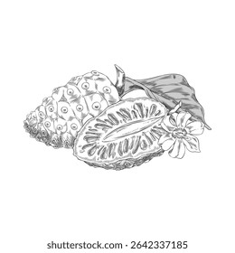 Noni fruit with leaves and flower vector sketch. Hand drawn engraved tropical morinda citrifolia, cheese fruit. Medicinal plant. Super food. Botanical ink illustration isolated