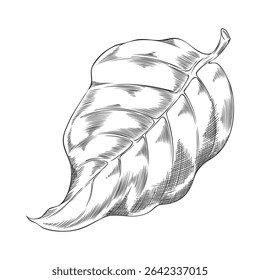 Noni fruit tree leaf sketch icon. Hand drawn engraved tropical morinda citrifolia foliage. Ayurveda herb, medicinal plant ink style. Super food. Vector botanical illustration isolated