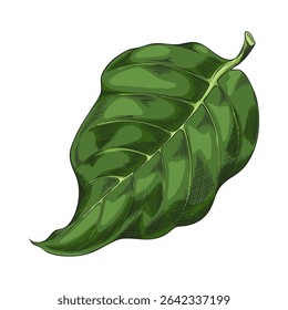 Noni fruit tree leaf sketch icon. Hand drawn tropical morinda citrifolia green foliage. Ayurveda herb, medicinal plant. Super food. Vector color botanical illustration isolated