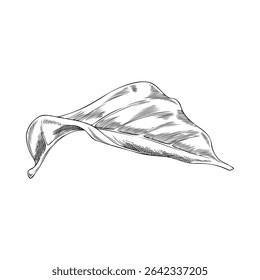 Noni fruit tree leaf sketch icon. Hand drawn engraved tropical morinda citrifolia foliage. Ayurveda herb, medicinal plant. Super food. Vector botanical ink illustration isolated
