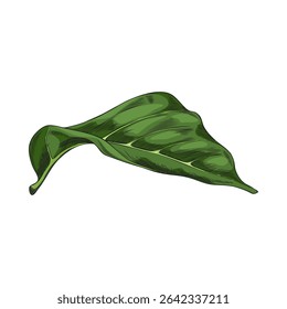 Noni fruit tree leaf sketch icon. Hand drawn tropical morinda citrifolia green foliage. Ayurveda herb, medicinal plant. Super food. Vector color botanical illustration isolated