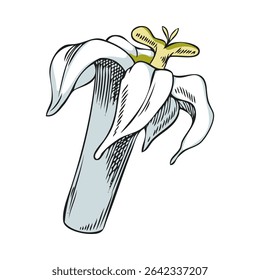 Noni fruit tree white flower sketch icon. Hand drawn tropical morinda citrifolia blossom foliage. Ayurveda herb, medicinal plant. Super food. Vector blooming floral design element